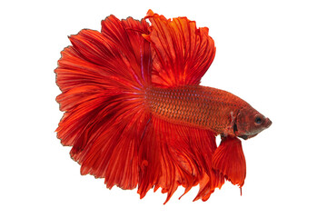 Exotic rhythmic motion movement luxury beautiful half moon long tail Betta,Siamese fighting fish Betta splendens,Thai aquatic national animals, popular fish isolated on white background.