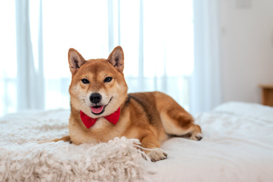  Shiba Inu Japanese dog on the bed in bedroom.Shiba Inu is a Japanese dog that is famous dog,Pet Lover concept.