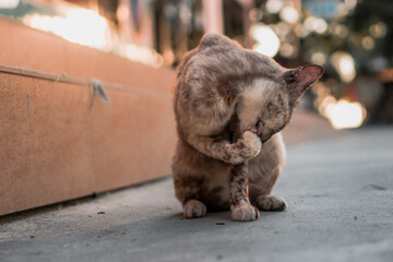 tortoiseshell cat sitting on the floor