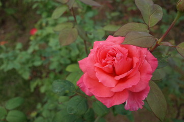 Light Pink Flower of Rose 'Otohime' in Full Bloom
