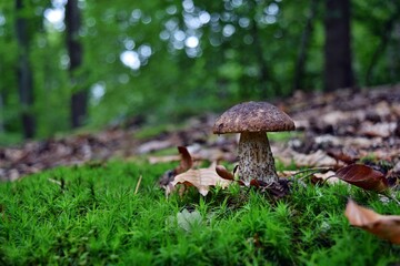 Edible leccinum scabrum mushroom
