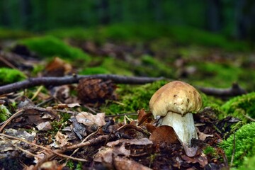 Boletus edulis edible mushroom