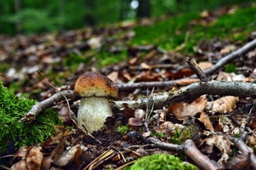 Boletus edulis edible mushroom