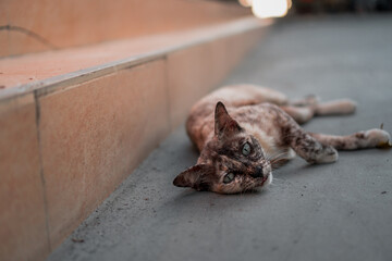 tortoiseshell cat sitting on the floor