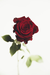 Beautiful blooming red rose flower on white background, close-up, color macro photo. Valentine day concept.