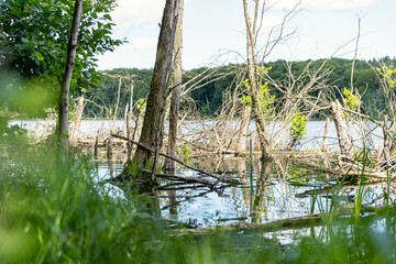 Naturschutzgebiet auf der Insel Usedom