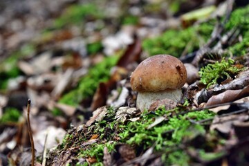 Boletus edulis edible mushroom