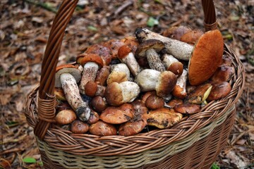 Mushrooms on the basket