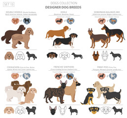 Designer dogs, crossbreed, hybrid mix pooches collection isolated on white. Flat style clipart dog set