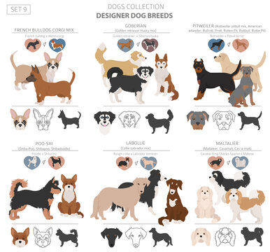 Designer dogs, crossbreed, hybrid mix pooches collection isolated on white. Flat style clipart dog set