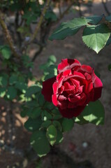Dark Red Flower of Rose 'Papa Meilland' in Full Bloom
