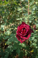 Dark Red Flower of Rose 'Papa Meilland' in Full Bloom
