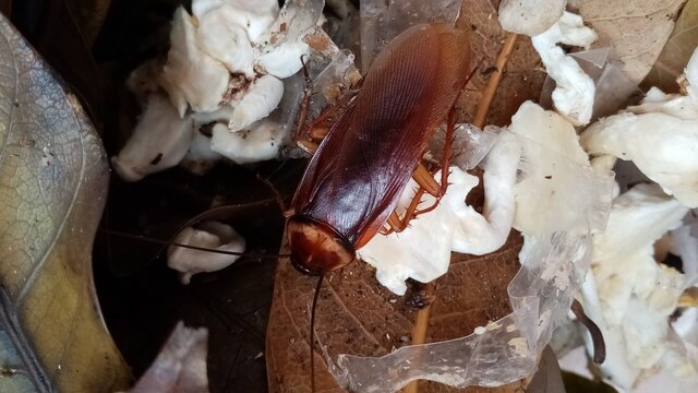 cockroach - Powered by Adobe