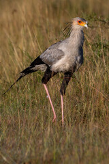Secretary Bird