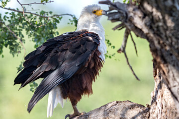 Fish Eagle