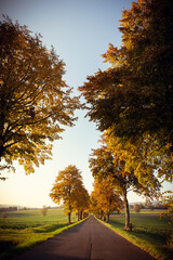 Allee im herbstlichen Abendrot