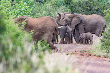 Elephants