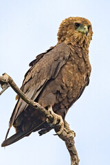 Juvenile Bateleur
