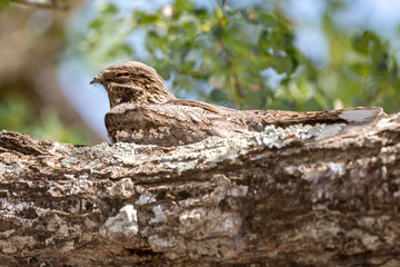 European Nightjar
