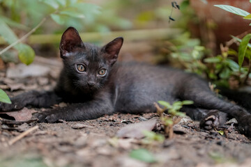 Naklejka na ściany i meble Black kitten playing on the yard