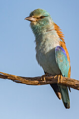 European Roller