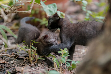Black kitten playing on the yard