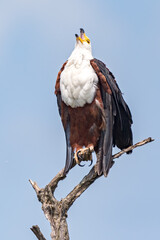 Fish Eagle