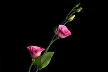 Lisianthus or Showy prairie gentian flowers, Eustoma exaltatum russellianum.