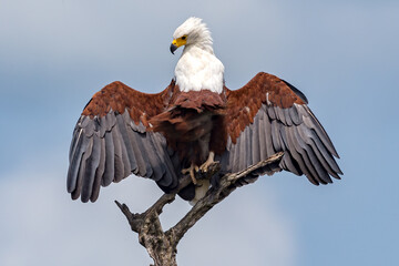 Fish Eagle