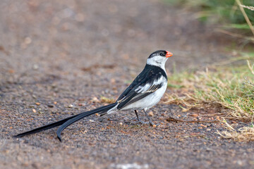 Pin-tailed Whydah