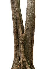 closeup tree trunks isolate on white background