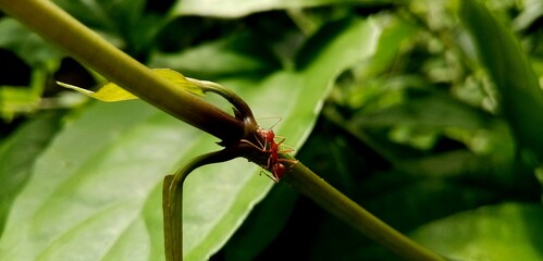 ant