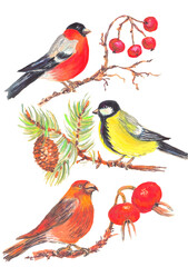 Watercolor colorful christmas composition with forest birds, cone and  branches tree. White background.