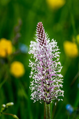buckhorn blooming on summer meadow