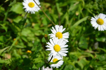 Detailed view of daisies in a garden full of green grass.