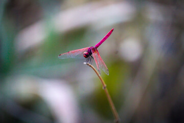 dragonfly on flower