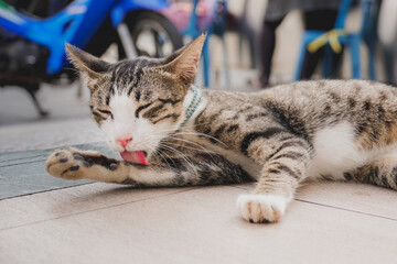 A little tabby kitten grooming itself 