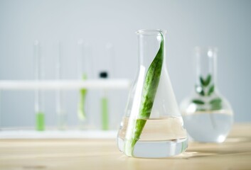 Biology experiment ,plant or herb in glass test tube and Erlenmeyer flask in laboratory 
