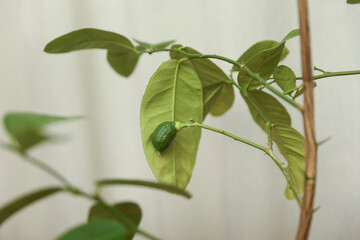 small green lemon on the branch of home lemon tree
