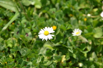 Obraz premium Detailed view of daisies in a garden full of green grass.