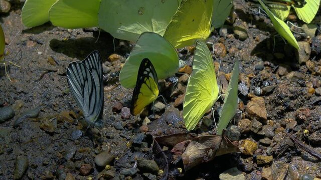 Jungle Feeding Frenzy.Multi colored insects feed frantically on the mineral rich soil of the jungle floor.