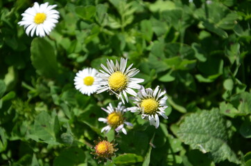 Detailed view of daisies in a garden full of green grass.