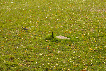 A small squirrel playing at garden of hauz khas lake and garden from the hauz khas fort at hauz khas village at winter foggy morning.