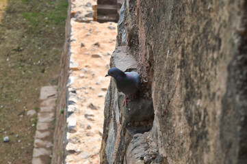 A pigeon is siting at hauz khas lake and garden from the hauz khas fort at hauz khas village at winter foggy morning.