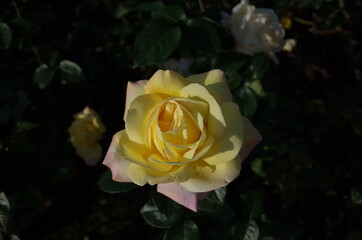 Light Cream Flower of Rose 'Peace' in Full Bloom
