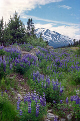 A field of lupine with a backdrop of Mt Rainier in Washington state