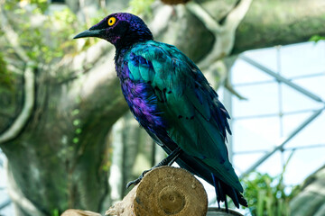Purple glossy starling bird standing on a tree branch