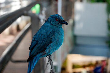 Blue feathers bird with red eyes