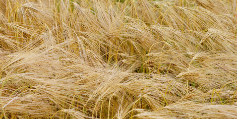 Winter barley on a summer morning in the field