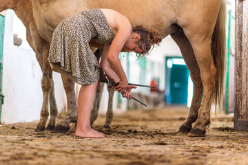 The girl in the stable is cleaning the horses' hooves.